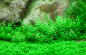 Preview: Gratiola viscidula - Klebriges Gnadenkraut 1-2-Grow!